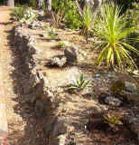 cactusgarden2.jpg (36172 bytes)